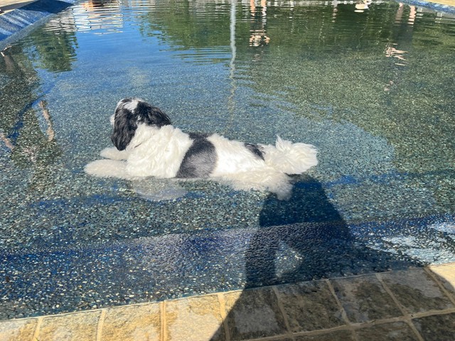 プールに浸かるつくしちゃん。しばし涼をとってリラックス（画像提供：パグチワマル つくしちゃん）
