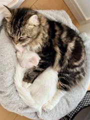 マオちゃんを抱き抱えるように眠るメルちゃん＝めるちょとまおまおさん（@meltube_cat）提供