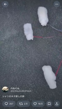 シャリの妖精！？