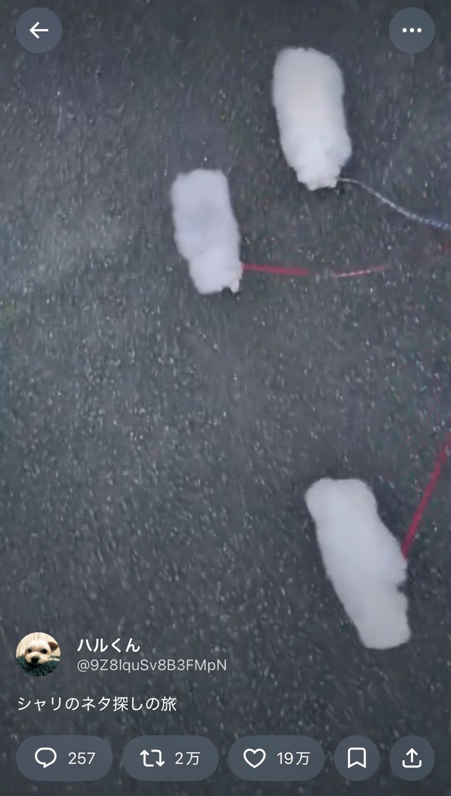 シャリの妖精！？