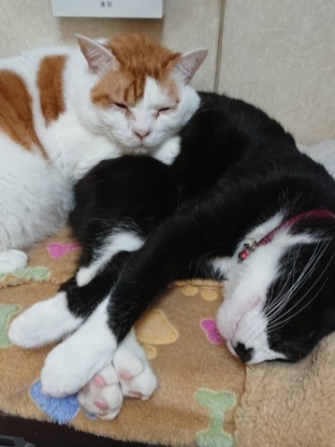 営業時間が終わり、大好きなポップに寄り添う茶々丸