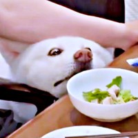 腕を押し上げてごはんを見るまゆちゃん（画像提供：秋田犬まゆさん）