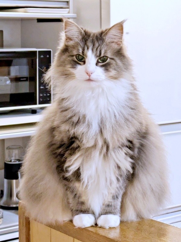 飼い主さんを見つめる姿が愛らしいジュリちゃん（画像提供：みさ緒さん）