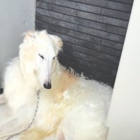 バロンくん（「BARON（バロン）」くんの飼い主さん提供、Instagramよりキャプチャ撮影）
