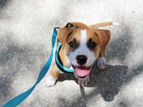 ６月中に飼い犬に接種を　法律的観点から、改めて「狂犬病予防接種」を知る