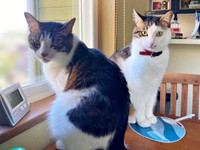 窓辺でくつろぐ（左から）同居猫・マリーちゃん、ローズちゃん（画像提供：だいちゃんさん）