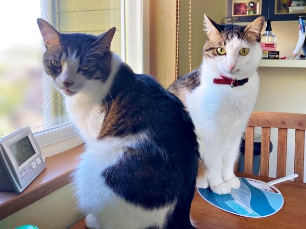 窓辺でくつろぐ（左から）同居猫・マリーちゃん、ローズちゃん（画像提供：だいちゃんさん）