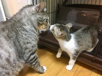 最初にケージを開けた時です、最初から仲良くできました