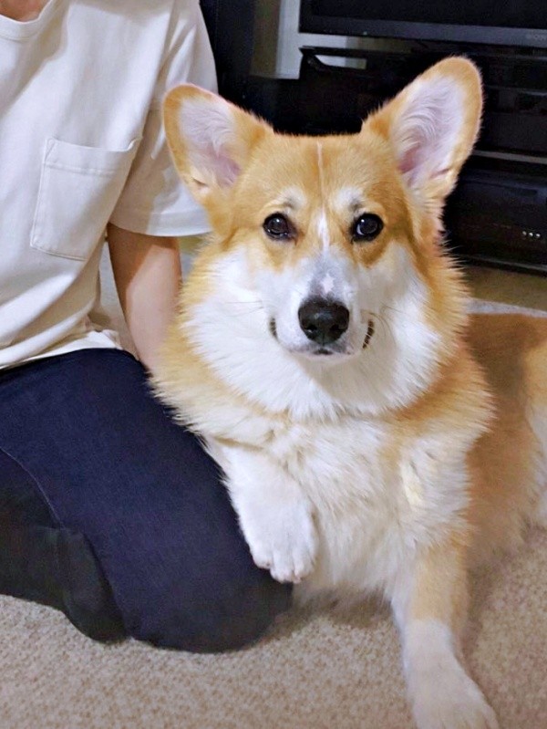 飼い主さんの膝に前足ちょこん！ 人懐こいレオくん（画像提供：コーギーのレオさん）