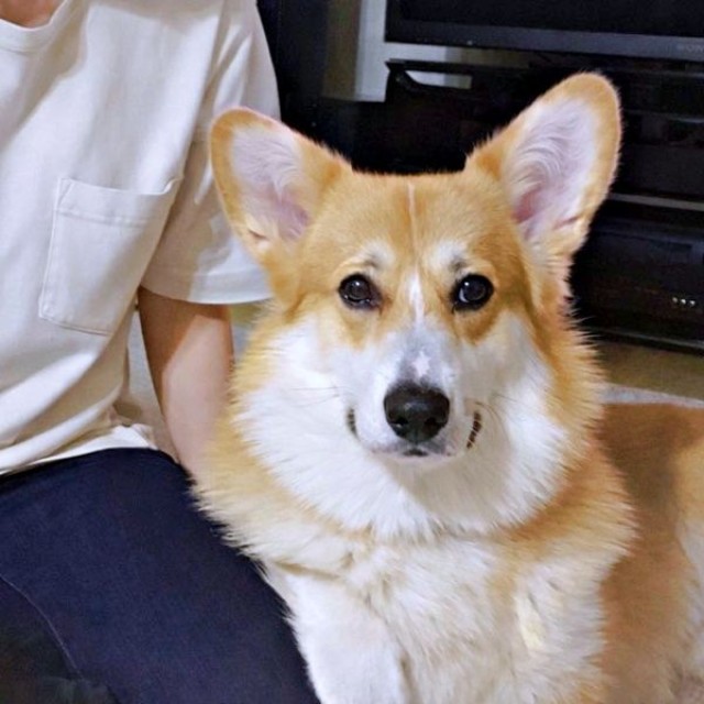 飼い主さんの膝に前足ちょこん！ 人懐こいレオくん（画像提供：コーギーのレオさん）