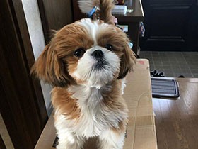 この荷物、何？　おやつ？　モフモフのシーズー「ぽろん」