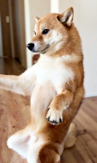 しっかり腰をおろしてバランスを保ついろりくん（画像提供：柴犬いろりさん）