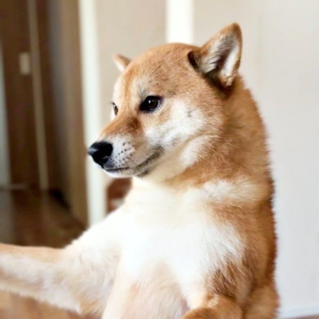 しっかり腰をおろしてバランスを保ついろりくん（画像提供：柴犬いろりさん）