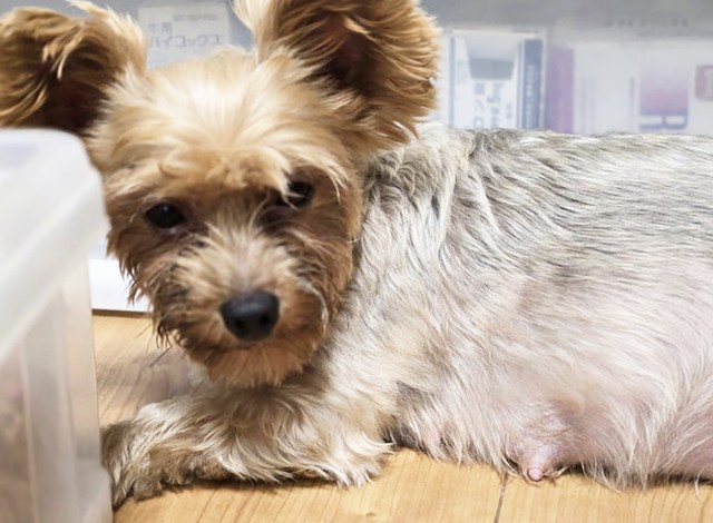 保護当初のヨークシャーテリア