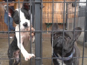 売れ残った犬・猫の譲渡を事業に　「家族をみつけてあげたい」