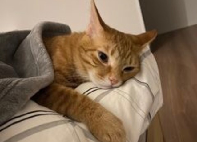 ベッドで眠るムギ君。家族のそばが居場所なんだよね（提供）