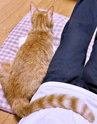 尻尾を飼い主さんのお腹の上にのせたのんちゃん（画像提供：のんちゃんさん）