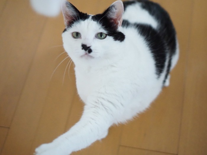 ダイエットも考えています　それっ！（オモチャを狙ってます）