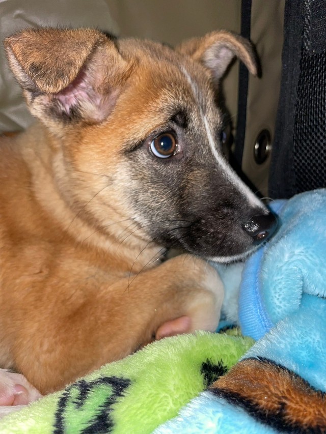 “ビビリ犬”のモモちゃん。高速道路の事故がどれほど怖かったか…