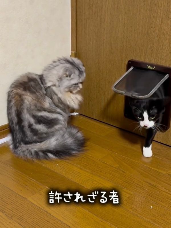 許す者…許されざる者…」 “門番猫”のあまりの対応差に2.3万人が爆笑