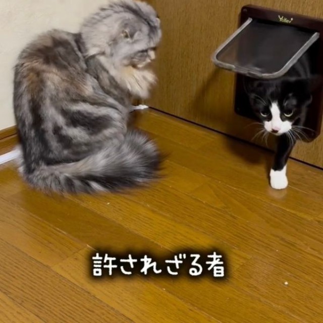 あずきちゃんもこちらへ来ようとしますがーー（画像提供：Instagram／@neco_nekotaroさん）