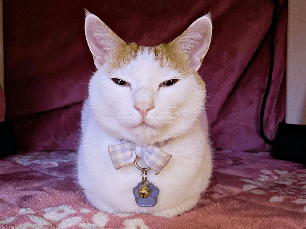 香箱座りのお手本！ 丸まっておすわりするむぎちゃん（画像提供：むぎさん）