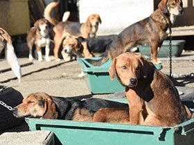 高齢男性一人で犬１００匹も　多頭飼育で絶えないトラブル