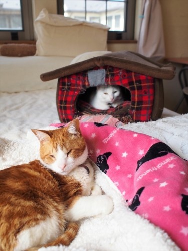 ハピくん（手前）と、ユキちゃん