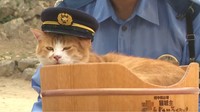 人気猫城主・さんじゅーろーが一日広報大使　生活道路の法定速度引き下げ周知　「30」と「Low」をかけ白羽の矢　岡山県警