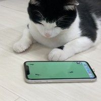 アプリの猫ゲームをじっと見つめる