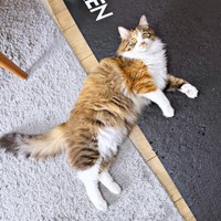 ゴージャスな被毛が素敵なニコちゃん（画像提供：保護ねこ ニコちゃん）