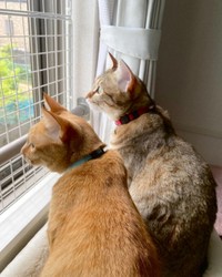 後から迎えためんまちゃん（奥）とニャルソック