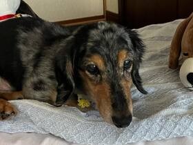 再び歩けるようになったよ！　食欲も旺盛な16歳のミニチュアダックス「レイ」