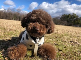 トイ・プードル「もみじ」が教えてくれた社会問題　出会いも増え世界は広がった