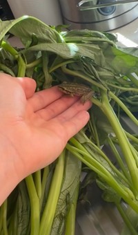 手を近くへ持って行くと乗ってくれたそう／ちぃさきさん（@shintotosakina）提供