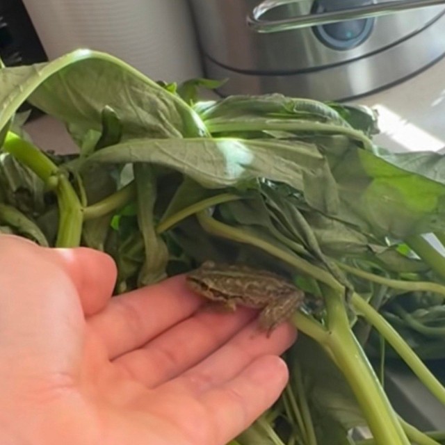 手を近くへ持って行くと乗ってくれたそう／ちぃさきさん（@shintotosakina）提供