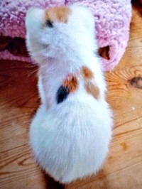 背中に羽のような模様があるハナちゃん（画像提供：ハナちゃんさん）