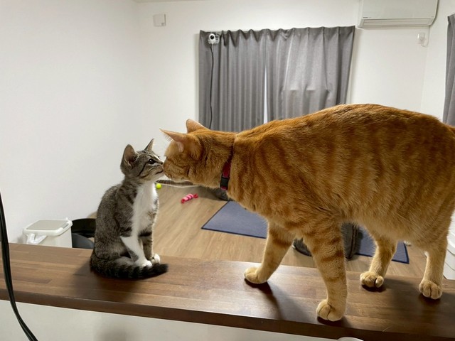 むぎくんと「チュ」（画像提供：むぎときびさん）