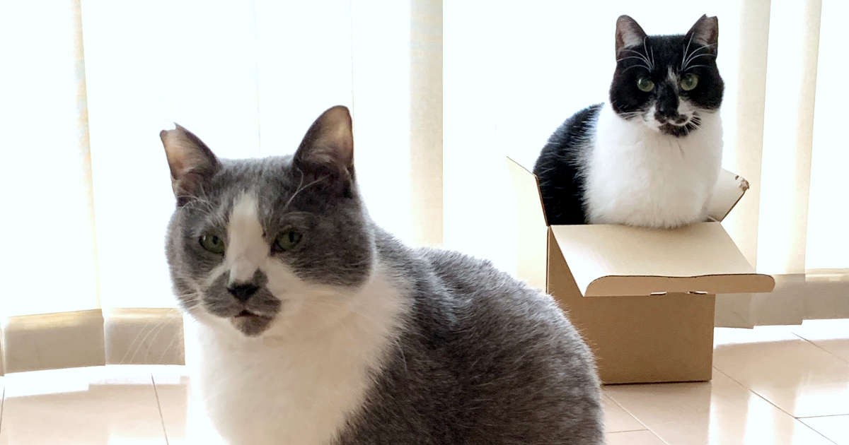 猫にとってのダンボール が 今 わたしたちにも必要な理由 犬 猫との幸せな暮らしのためのペット情報サイト Sippo