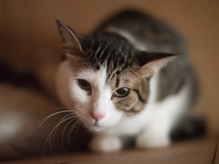 「どうも最近寝付きが悪くて、昼間眠いんだよね」（小林写函撮影）