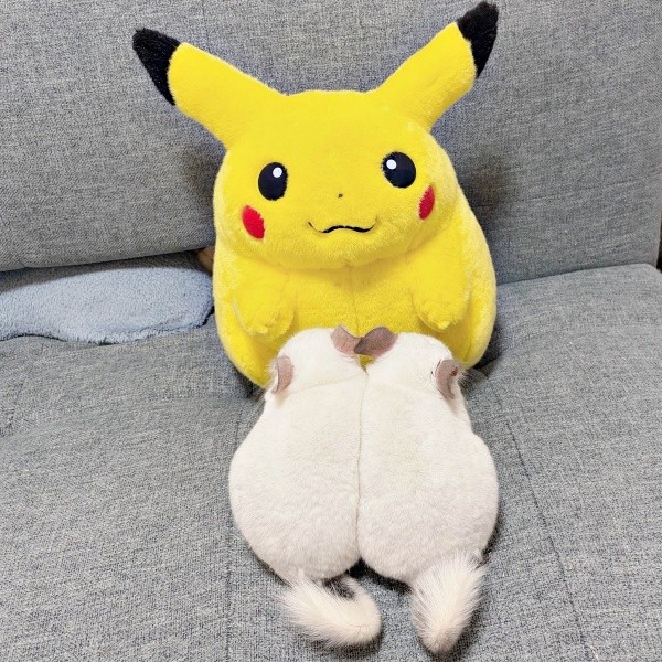 ピカチュウと向き合うまろくんたち（画像提供：チンチラすきさん）