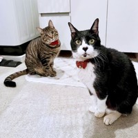 弟猫・ぜんくん（左）が家族に。少しずつ距離を縮めているこてつくん（画像提供：お母ちゃん こてつ ぜんさん）