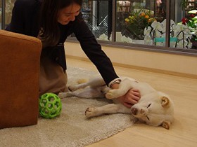 「みんなで殺処分ゼロを目指そう」　目標まであと約３３０日