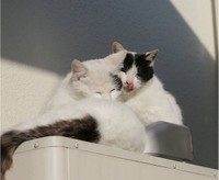 庭に現れた2匹はとても仲良しだった