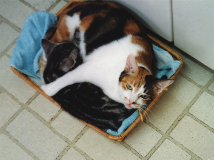 いつまでも赤ちゃん