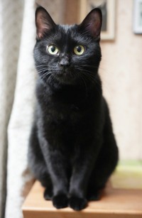 まん丸おめめと美しい黒の被毛が素敵なつくねちゃん（画像提供：黒猫つくねちゃん太しっぽさん）