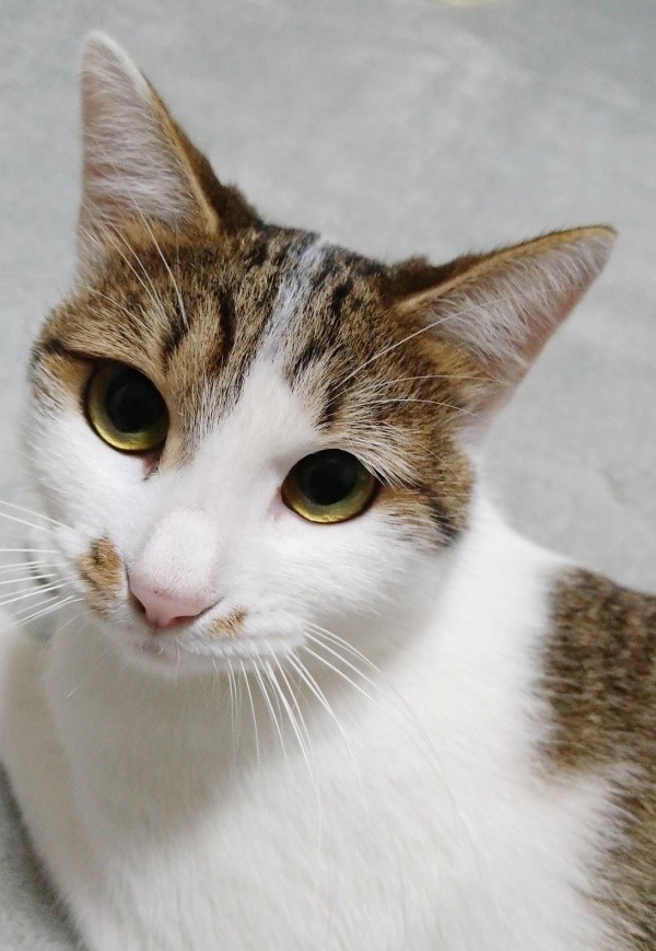 おうちで安心して過ごすようになったミルちゃん（画像提供：こうめさん）