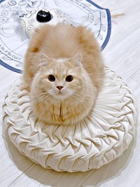 「ぜんぶが丸い」 きょとん顔のつきみくん（画像提供：つきみねこさん）