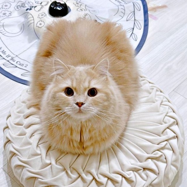 「ぜんぶが丸い」 きょとん顔のつきみくん（画像提供：つきみねこさん）