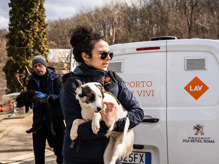 どの犬もおとなしく抱かれて救出された　(c)LAV